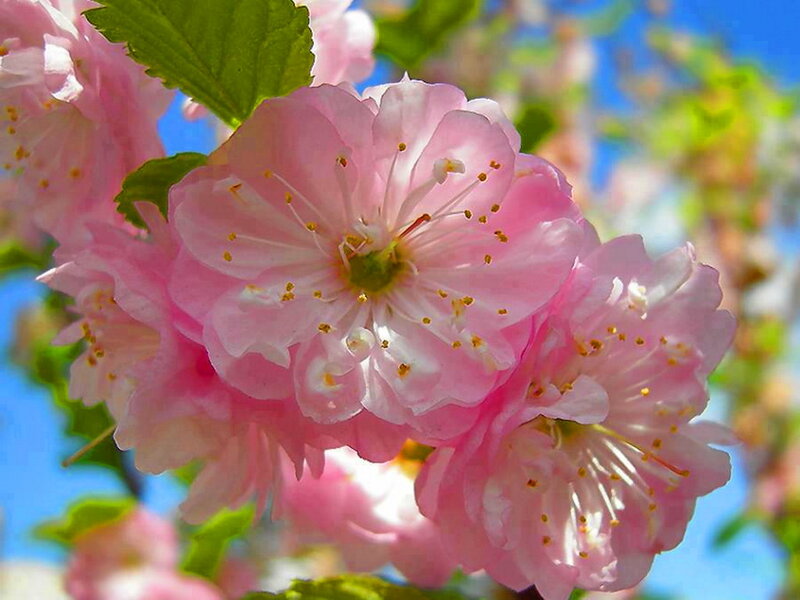 Pink Cherry Blossoms — Serene, Spring, Photograph, Green Leaves, Blue Sky