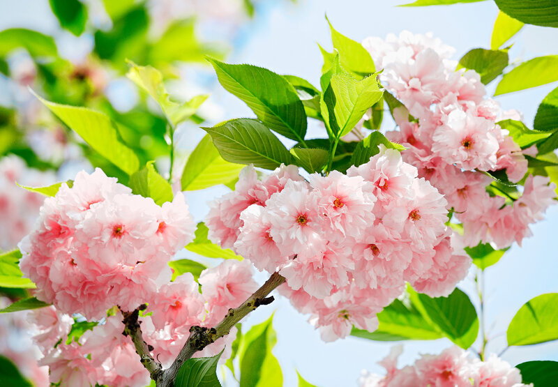 Pink Cherry Blossoms — Serene, Spring, Photograph, Green Leaves, Branch, Sky