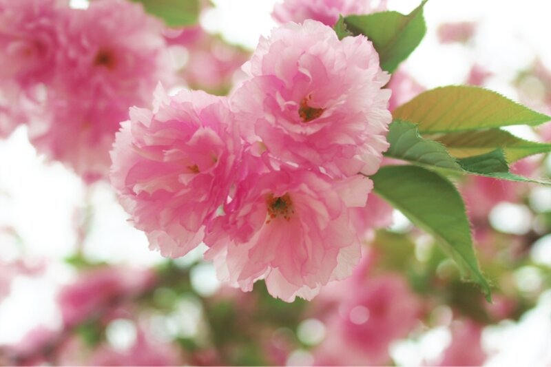 Pink Cherry Blossoms — Serene, Spring, Photograph, Green Leaves, Flower Buds