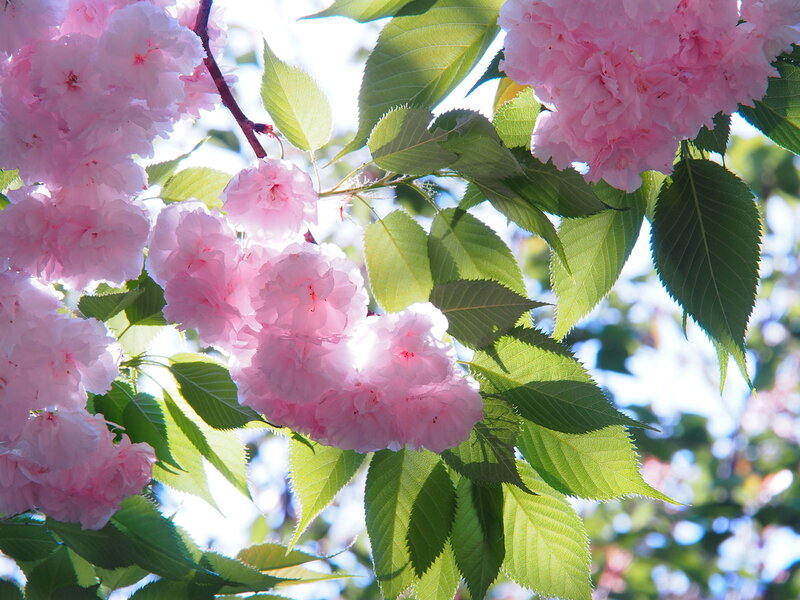 Pink Cherry Blossoms — Serene, Spring, Photograph, Green Leaves, Sunlight, Branch