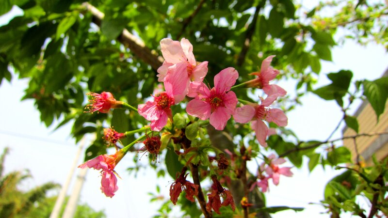Pink Cherry Blossoms — Serene, Spring, Photograph, Green Leaves