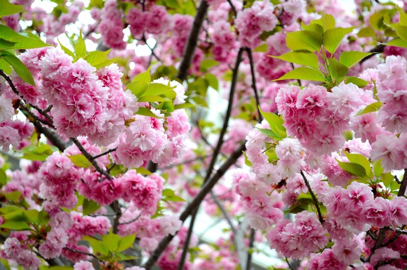 Pink Cherry Blossoms — Serene, Spring, Photograph, Green Leaves, Tree Branches