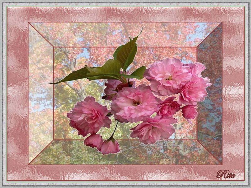 Pink Cherry Blossoms — Serene, Spring, Photograph, Green Leaves, Trees