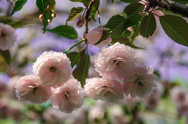 Pink Cherry Blossoms — Serene, Spring, Photograph, Leaves, Blossom, Branch
