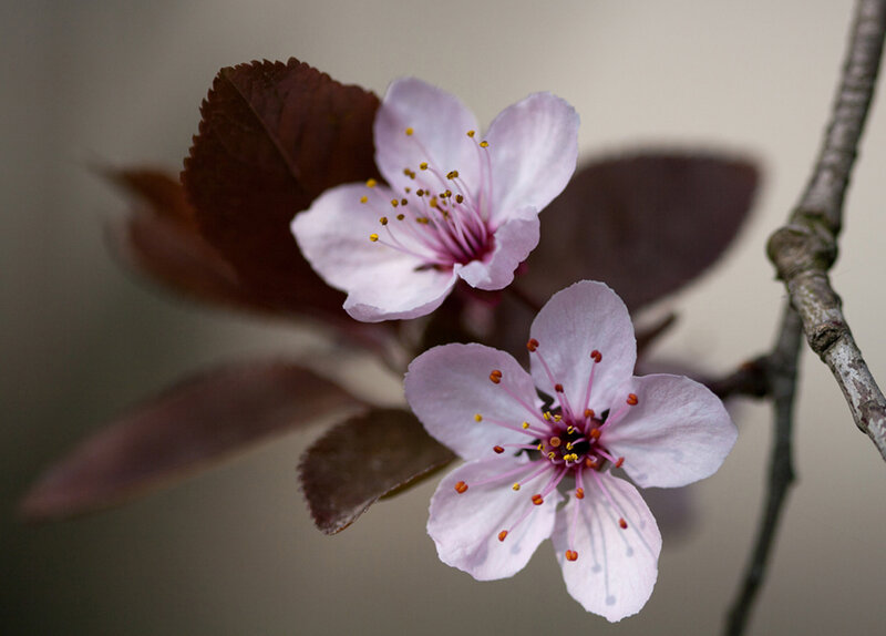 Pink Cherry Blossoms — Serene, Spring, Photograph, Leaves, Branch, Stamen