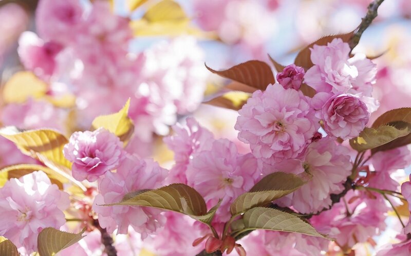 Pink Cherry Blossoms — Serene, Spring, Photograph, Leaves, Branch, Sunlight