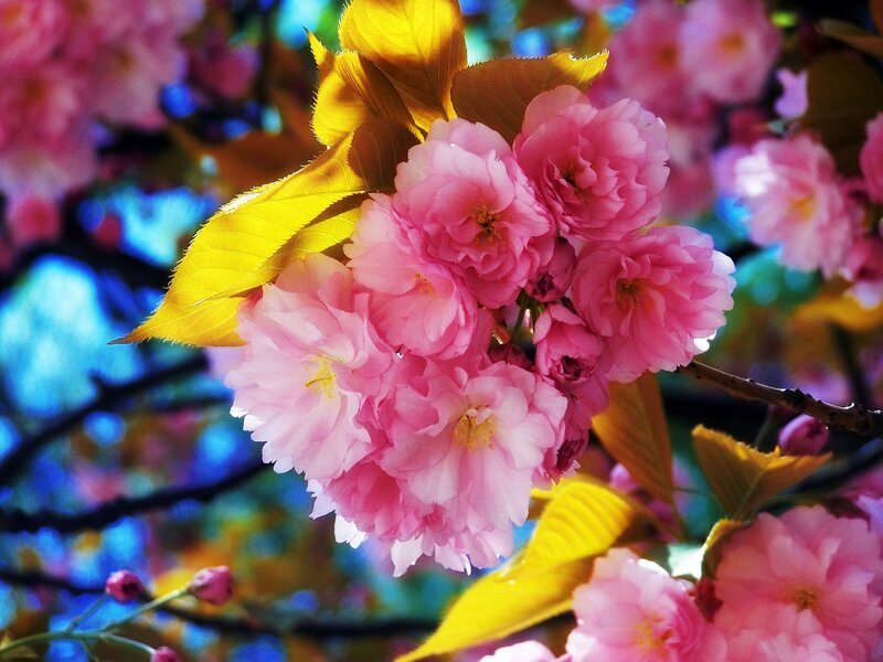 Pink Cherry Blossoms — Serene, Spring, Photograph, Leaves, Branch