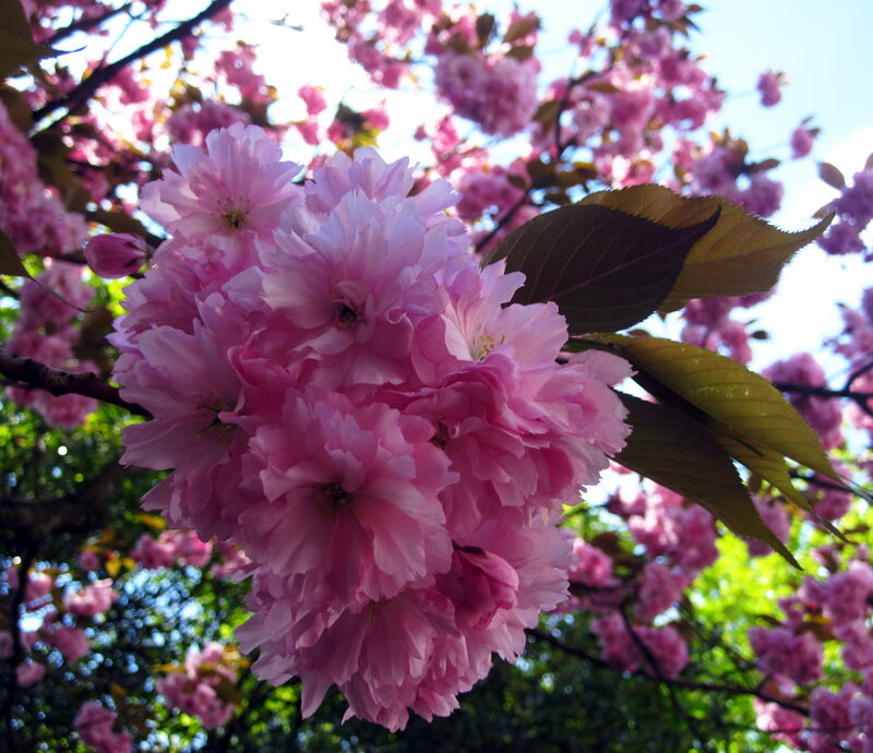 Pink Cherry Blossoms — Serene, Spring, Photograph, Leaves, Branches, Sky