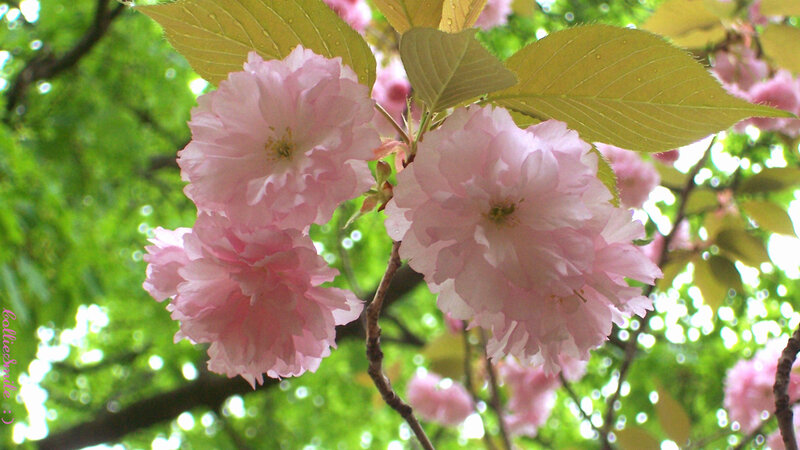 Pink Cherry Blossoms — Serene, Spring, Photograph, Leaves, Branches, Sunlight