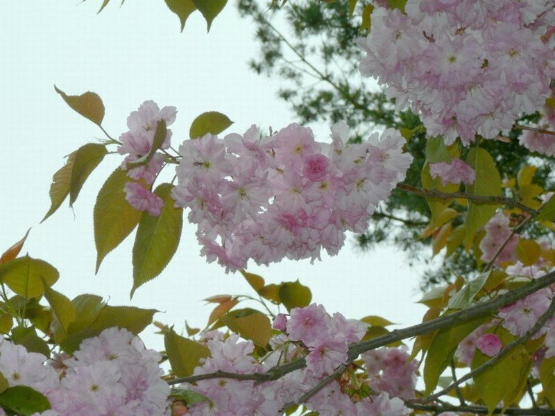 Pink Cherry Blossoms — Serene, Spring, Photograph, Leaves, Branches