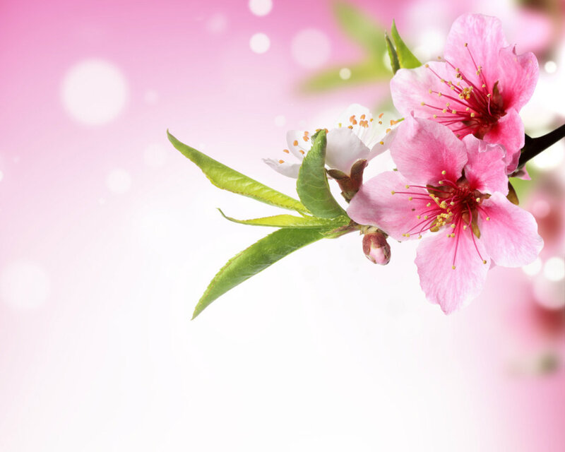 Pink Cherry Blossoms — Serene, Spring, Photograph, Leaves, Bud