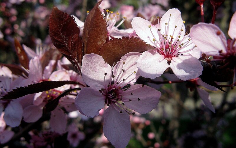 Pink Cherry Blossoms — Serene, Spring, Photograph, Leaves, Flowers