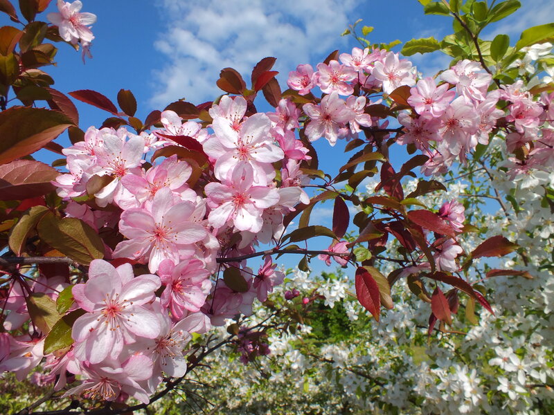 Pink Cherry Blossoms — Serene, Spring, Photograph, Leaves, Sky