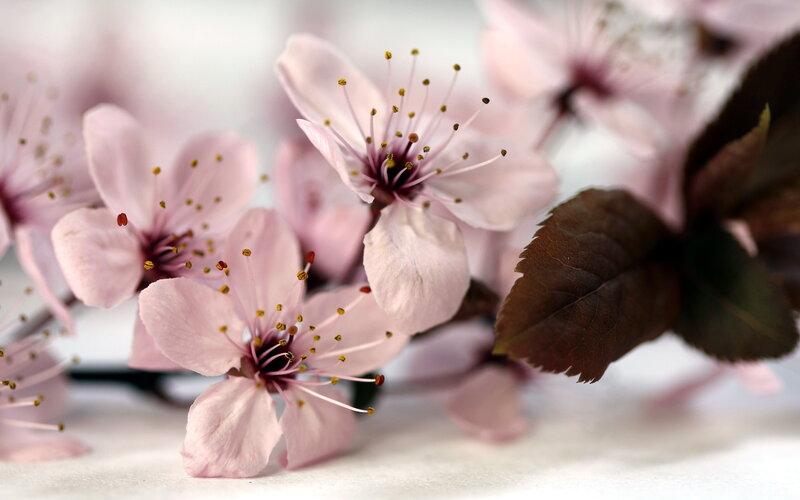 Pink Cherry Blossoms — Serene, Spring, Photograph, Leaves, Stamen