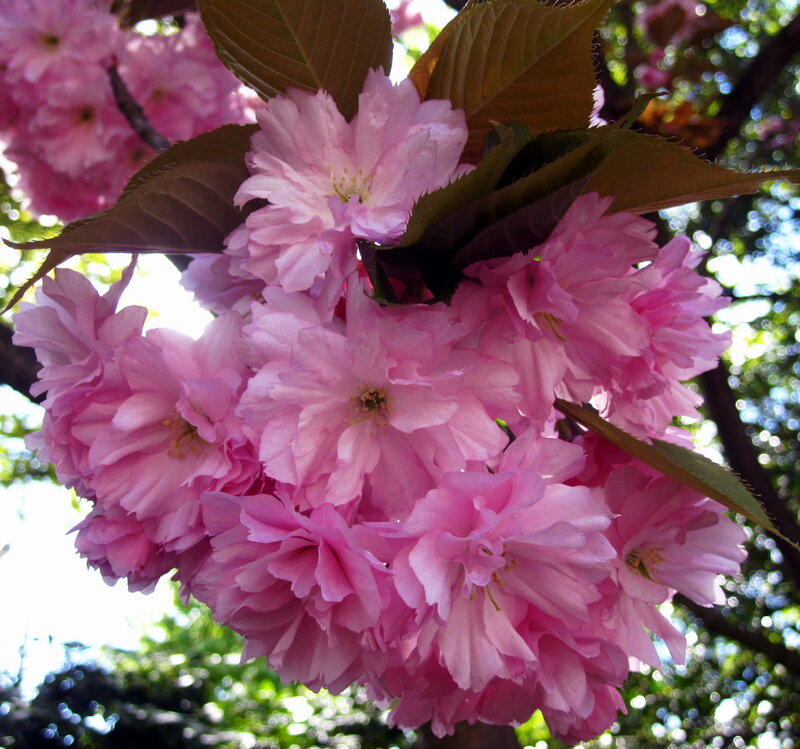 Pink Cherry Blossoms — Serene, Spring, Photograph, Leaves, Sunlight
