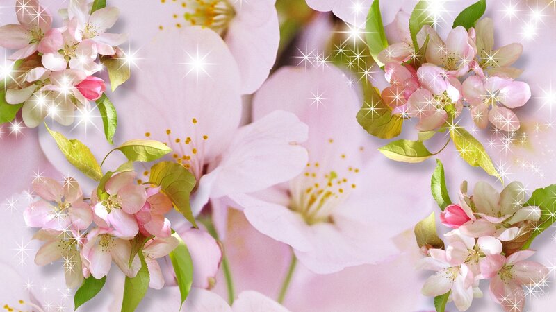 Pink Cherry Blossoms — Serene, Spring, Photograph, Leaves