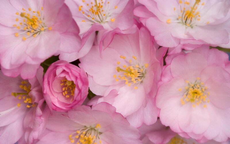 Pink Cherry Blossoms — Serene, Spring, Photograph, Petals, Stamen, Bud, Yellow
