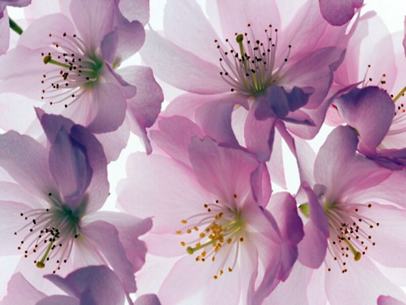 Pink Cherry Blossoms — Serene, Spring, Photograph, Petals, Stamen, Center