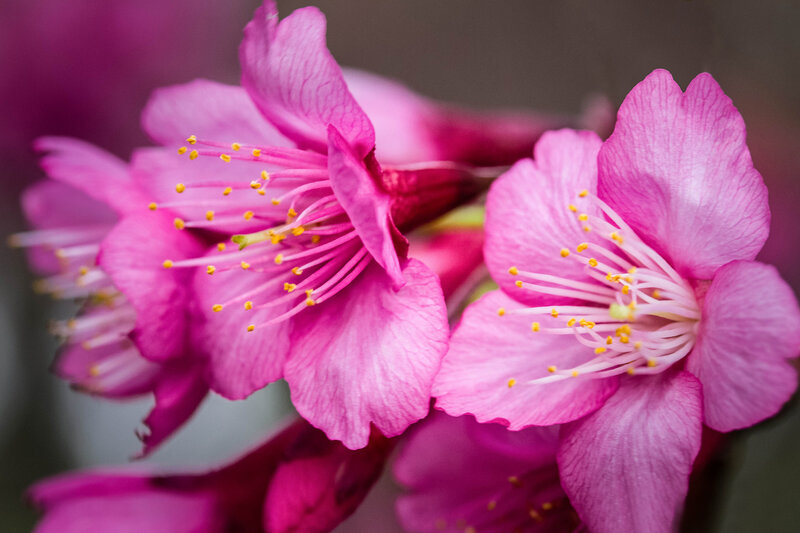 Pink Cherry Blossoms — Serene, Spring, Photograph, Petals, Stamen, Flower