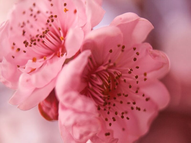 Pink Cherry Blossoms — Serene, Spring, Photograph, Petals, Stamen