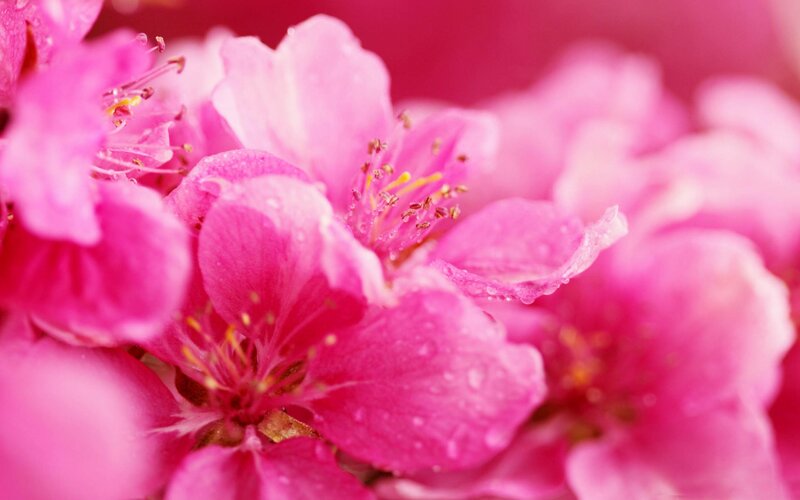 Pink Cherry Blossoms — Serene, Spring, Photograph, Petals, Stamen, Water Droplets