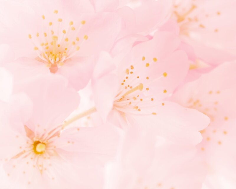 Pink Cherry Blossoms — Serene, Spring, Photograph, Petals
