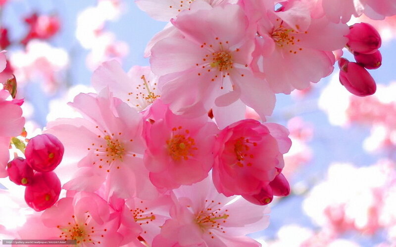 Pink Cherry Blossoms — Serene, Spring, Photograph, Sky