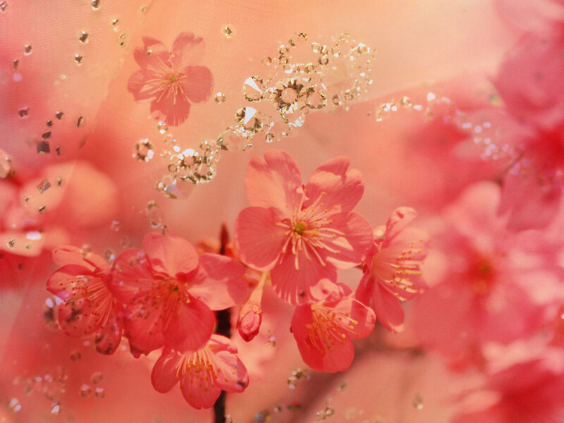 Pink Cherry Blossoms — Serene, Spring, Photograph, Sparkles