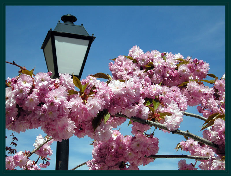 Pink Cherry Blossoms — Serene, Spring, Photograph, Street Lamp