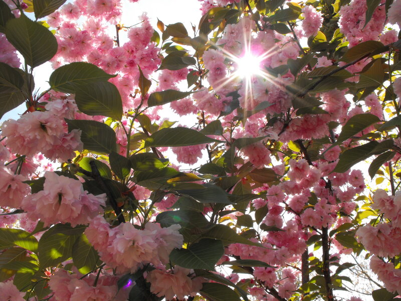 Pink Cherry Blossoms — Serene, Spring, Photograph, Sun