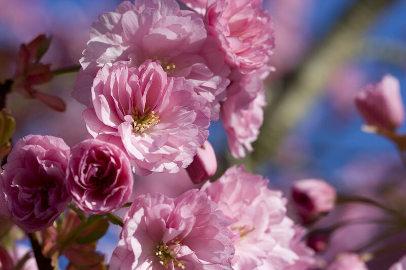 Pink Cherry Blossoms — Serene, Spring, Photograph