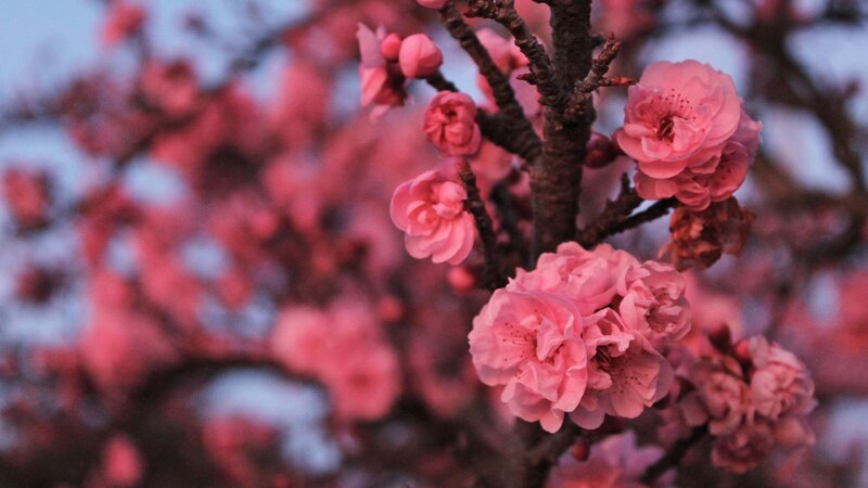 Pink Cherry Blossoms — Serene, Spring, Photograph, Tree Branch, Blossom