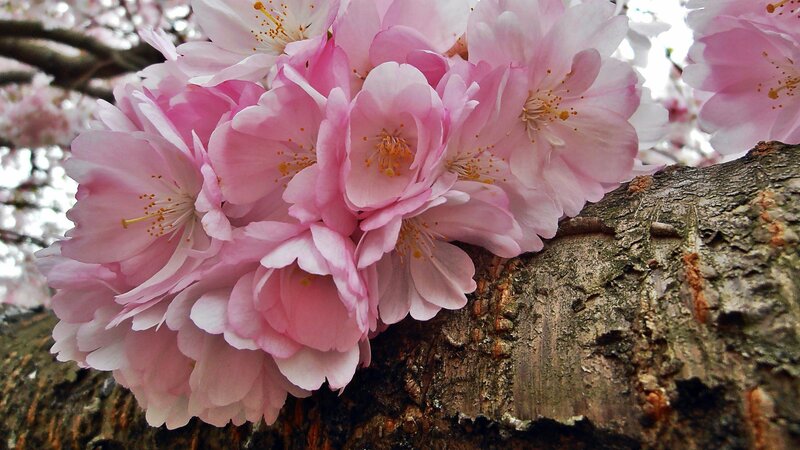 Pink Cherry Blossoms — Serene, Spring, Photograph, Tree Branch, Flowers, Sky