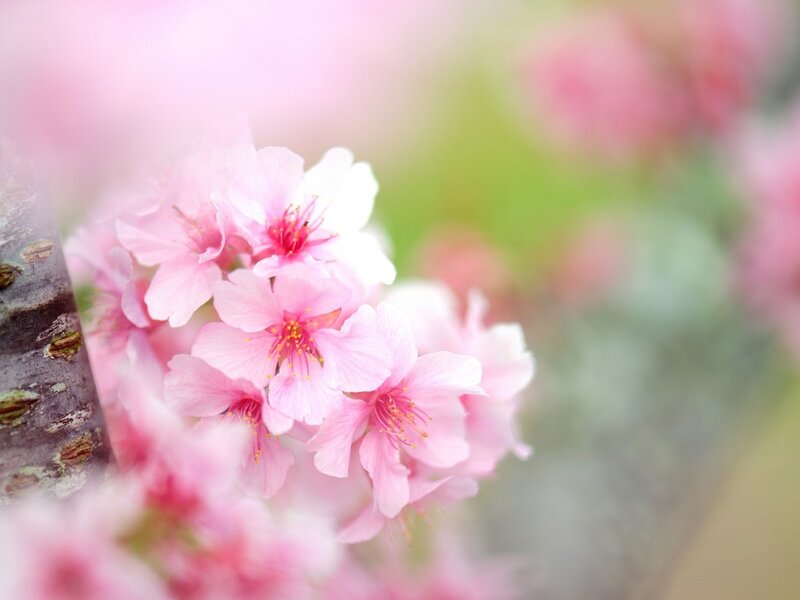 Pink Cherry Blossoms — Serene, Spring, Photograph, Tree Branch, Flowers