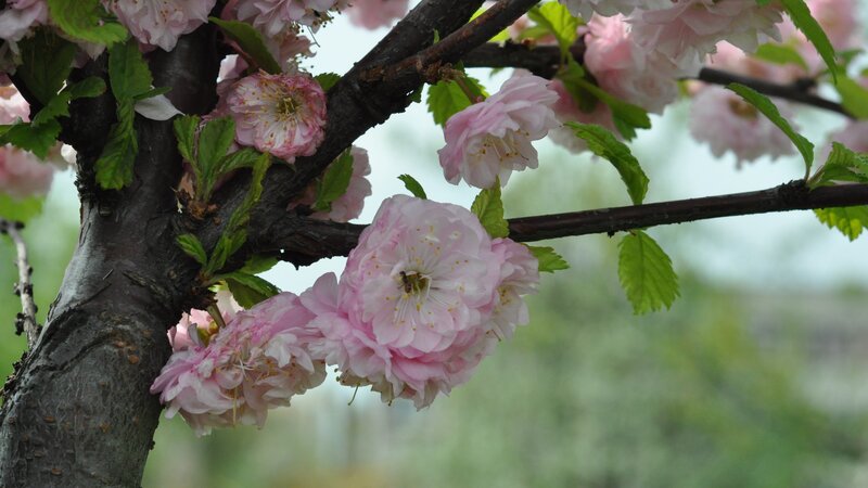 Pink Cherry Blossoms — Serene, Spring, Photograph, Tree Branch, Green Leaves, Flowers