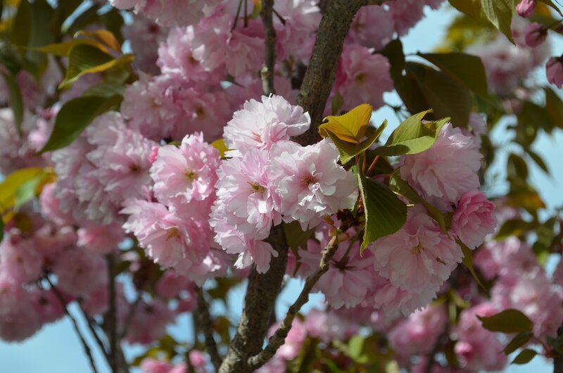 Pink Cherry Blossoms — Serene, Spring, Photograph, Tree Branch, Leaves, Sky