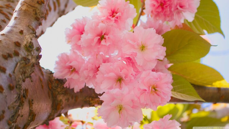 Pink Cherry Blossoms — Serene, Spring, Photograph, Tree Branch, Leaves