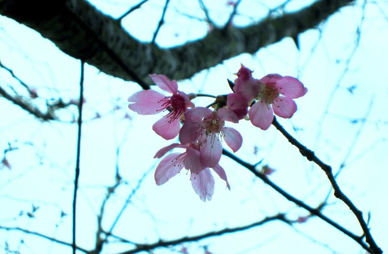 Pink Cherry Blossoms — Serene, Spring, Photograph, Tree Branch, Sky