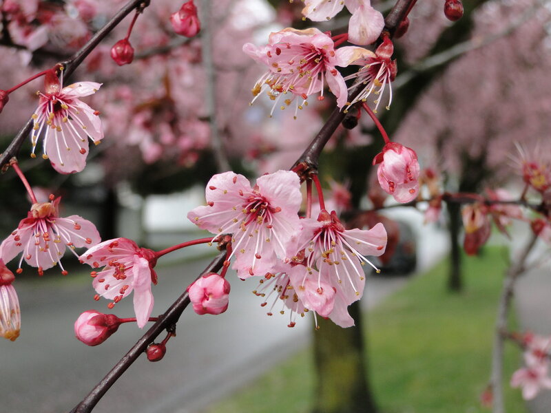 Pink Cherry Blossoms — Serene, Spring, Photograph, Tree Branch