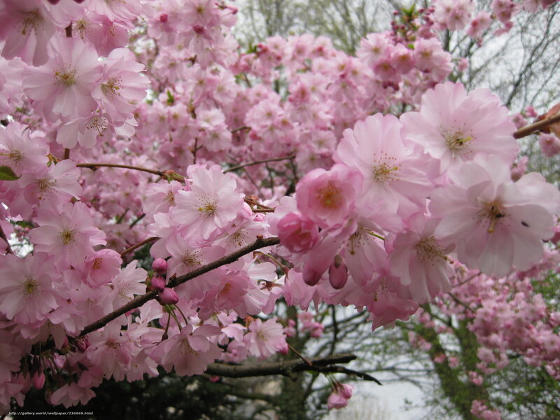 Pink Cherry Blossoms — Serene, Spring, Photograph, Tree Branches, Blossom Clusters