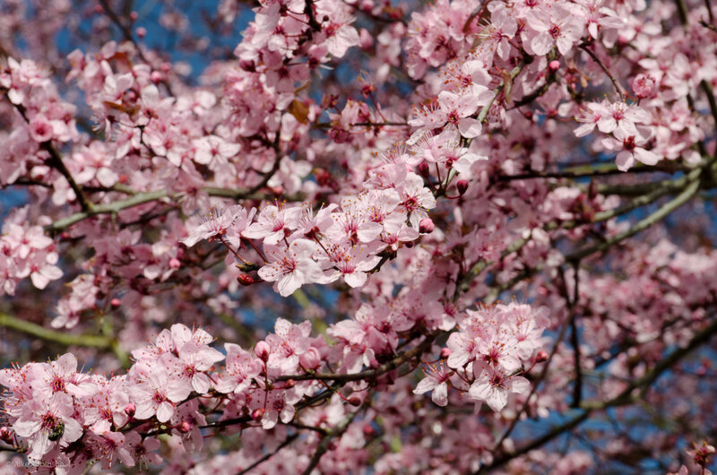 Pink Cherry Blossoms — Serene, Spring, Photograph, Tree Branches, Blue Sky