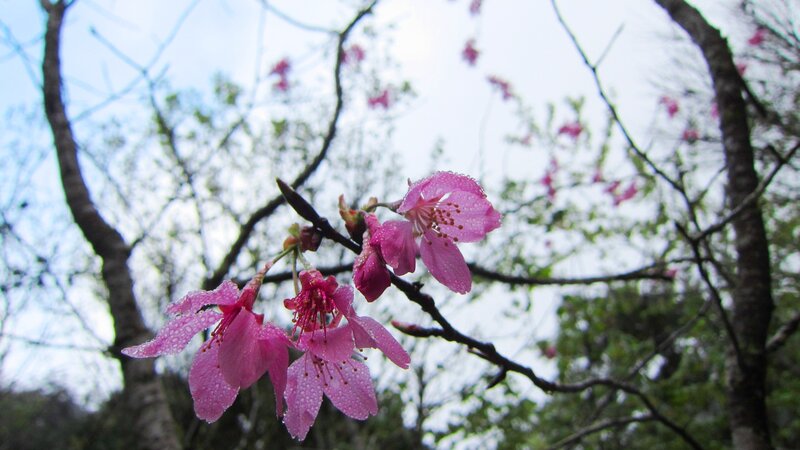 Pink Cherry Blossoms — Serene, Spring, Photograph, Tree Branches, Dew Drops