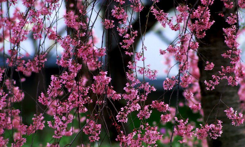 Pink Cherry Blossoms — Serene, Spring, Photograph, Tree Branches, Flowers, Sky