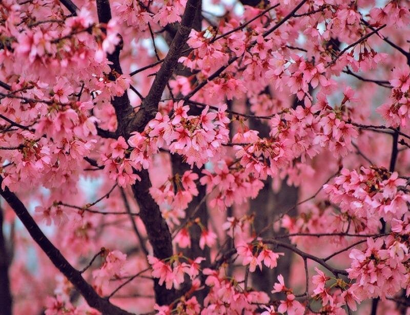 Pink Cherry Blossoms — Serene, Spring, Photograph, Tree Branches, Flowers