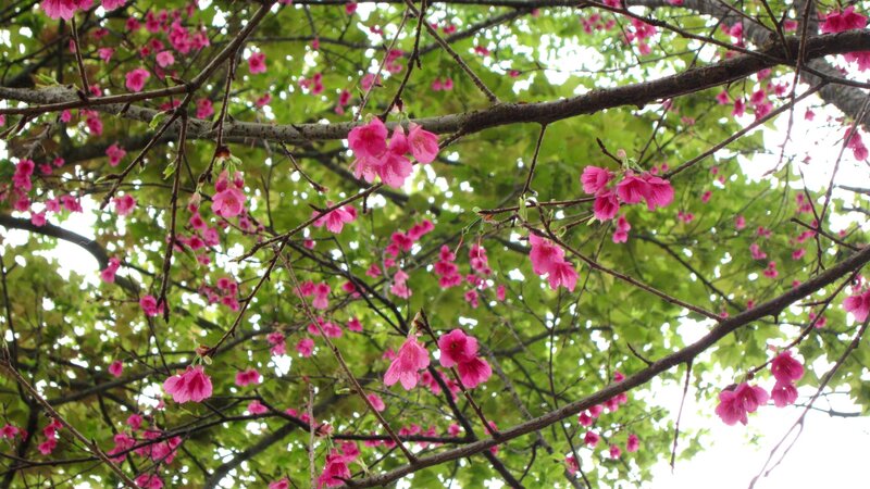Pink Cherry Blossoms — Serene, Spring, Photograph, Tree Branches, Green Leaves