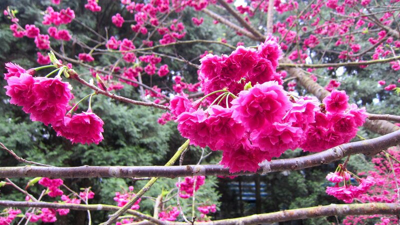 Pink Cherry Blossoms — Serene, Spring, Photograph, Tree Branches, Green Trees