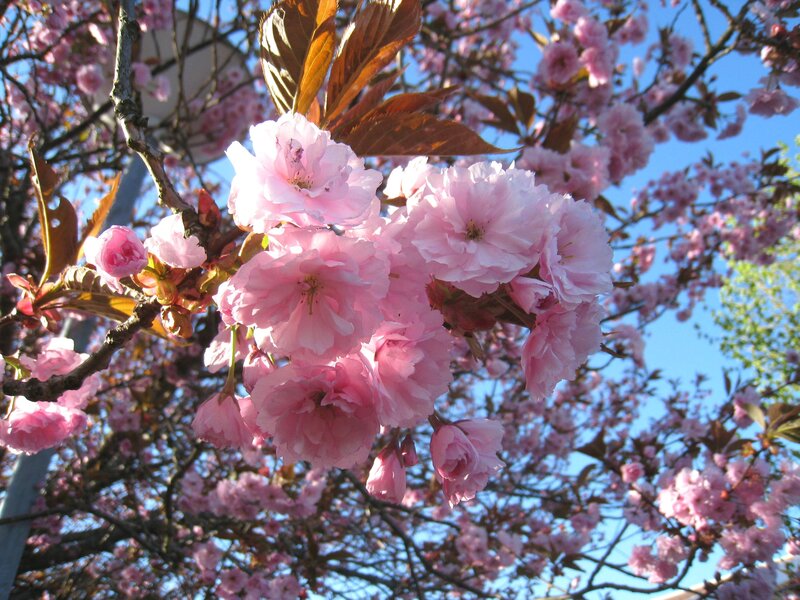Pink Cherry Blossoms — Serene, Spring, Photograph, Tree Branches, Leaves, Sky