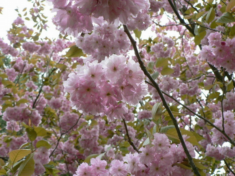 Pink Cherry Blossoms — Serene, Spring, Photograph, Tree Branches, Leaves