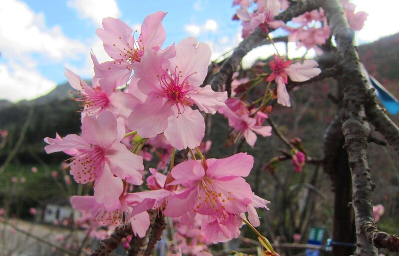 Pink Cherry Blossoms — Serene, Spring, Photograph, Tree Branches, Mountain