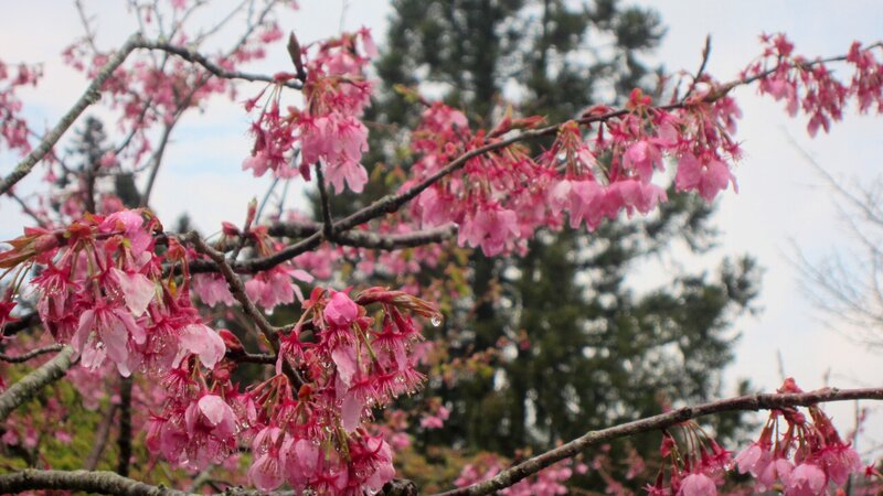 Pink Cherry Blossoms — Serene, Spring, Photograph, Tree Branches, Raindrops